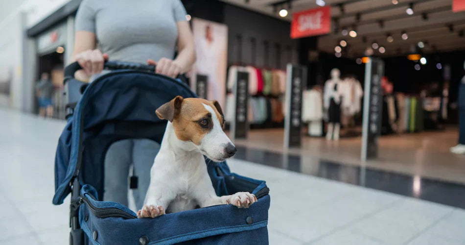 How to Know If Your Pet Needs a Stroller: Is Your Pet Ready for One?